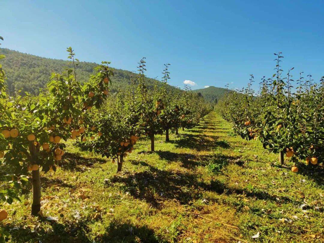 包含迪慶互聯(lián)網(wǎng)水果新聞的詞條
