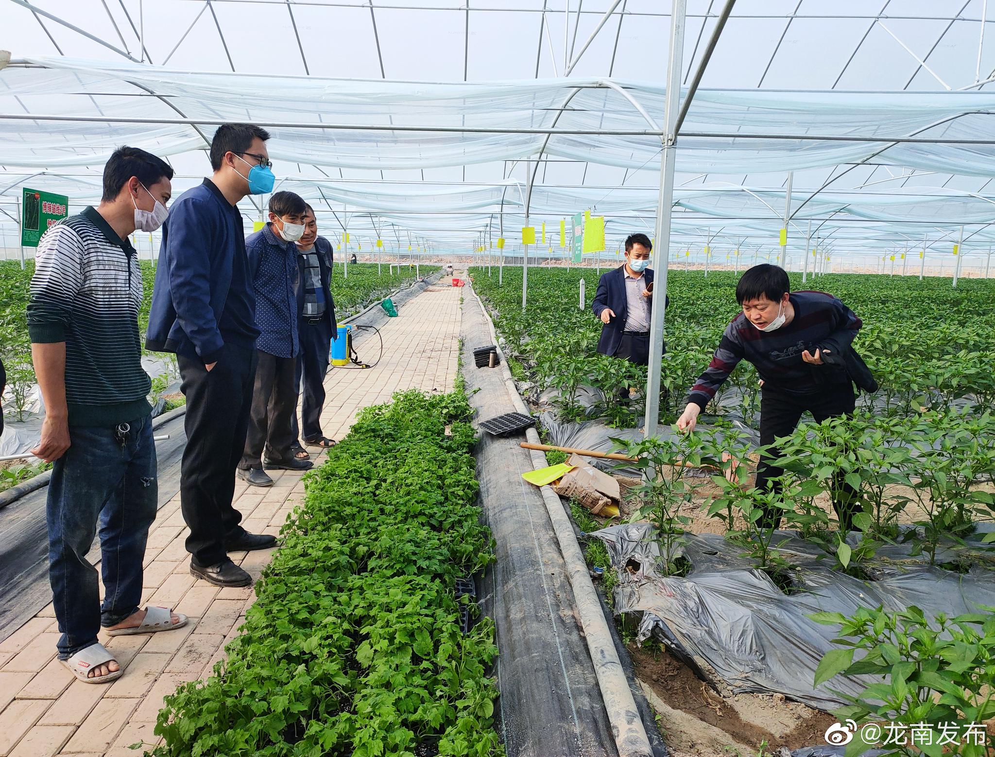 互聯(lián)網(wǎng)蔬菜新聞(互聯(lián)網(wǎng)蔬菜營(yíng)銷(xiāo)方案)