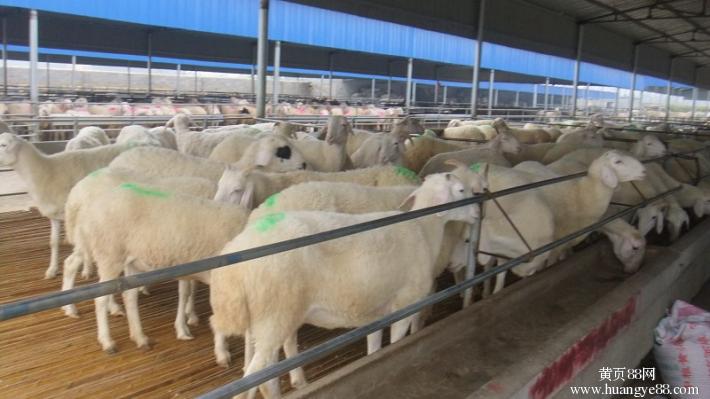 互聯(lián)網(wǎng)養(yǎng)羊最新消息(互聯(lián)網(wǎng)養(yǎng)羊最新消息視頻)