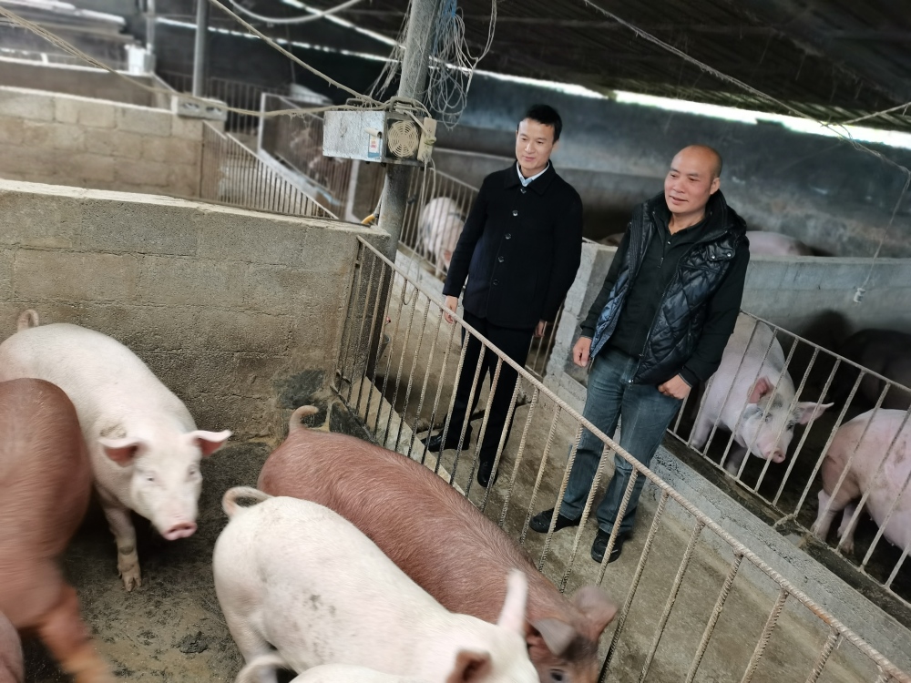 養(yǎng)豬互聯(lián)網(wǎng)新聞(養(yǎng)豬互聯(lián)網(wǎng)新聞稿件)