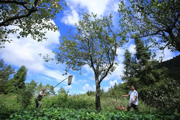梨樹互聯(lián)網(wǎng)新聞(梨樹新聞?lì)l道在線直播)